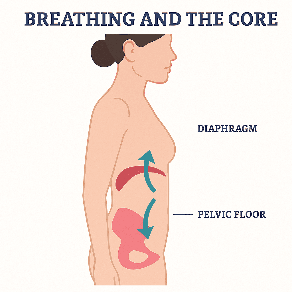 Diagram showing breathing and core muscles with labels on a white background